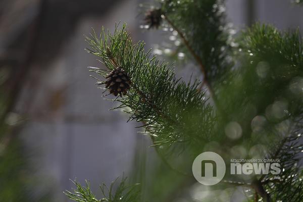 Улаанбаатарт өдөртөө 25 хэм дулаан байна